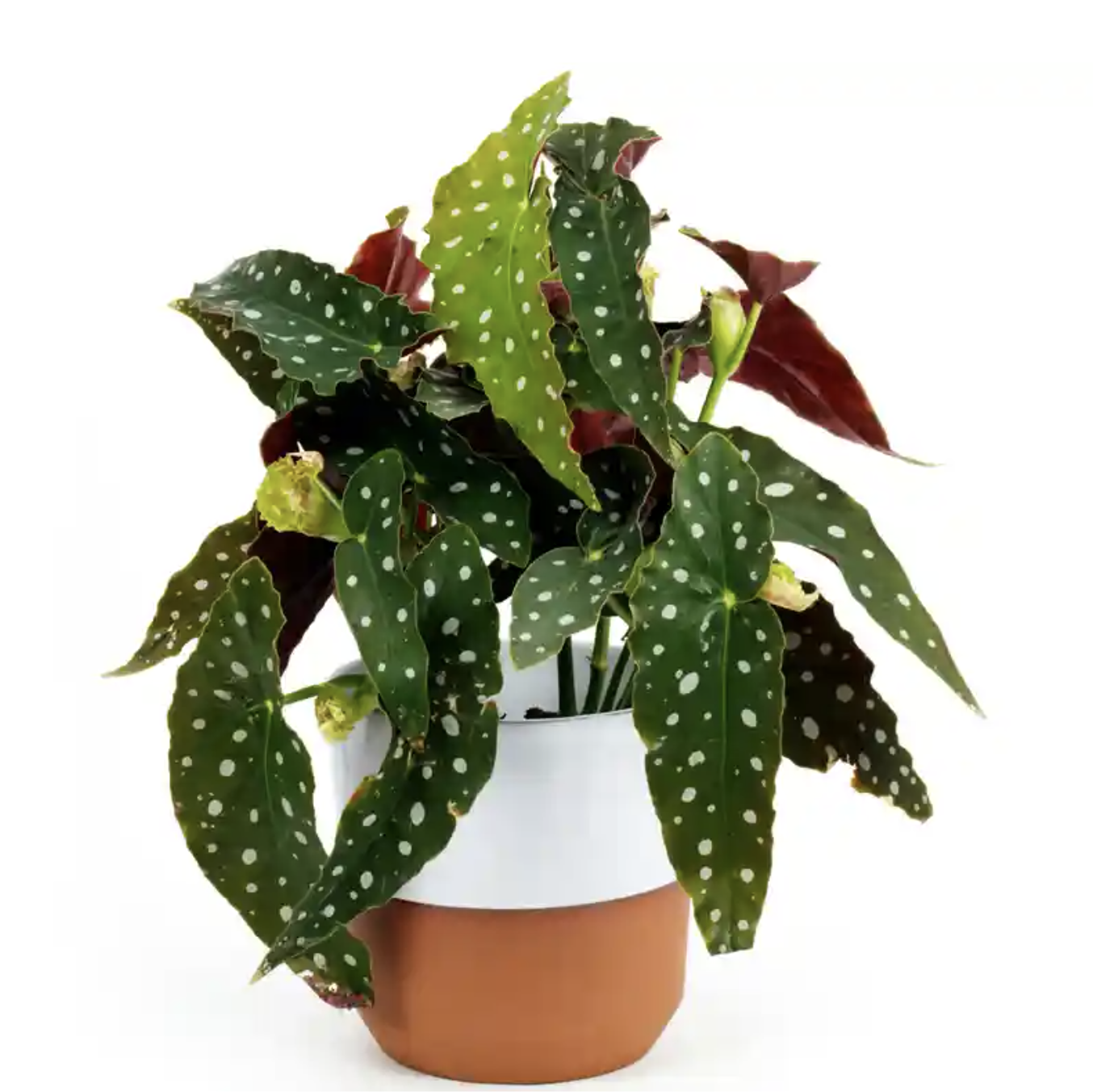 Picture of Begonia