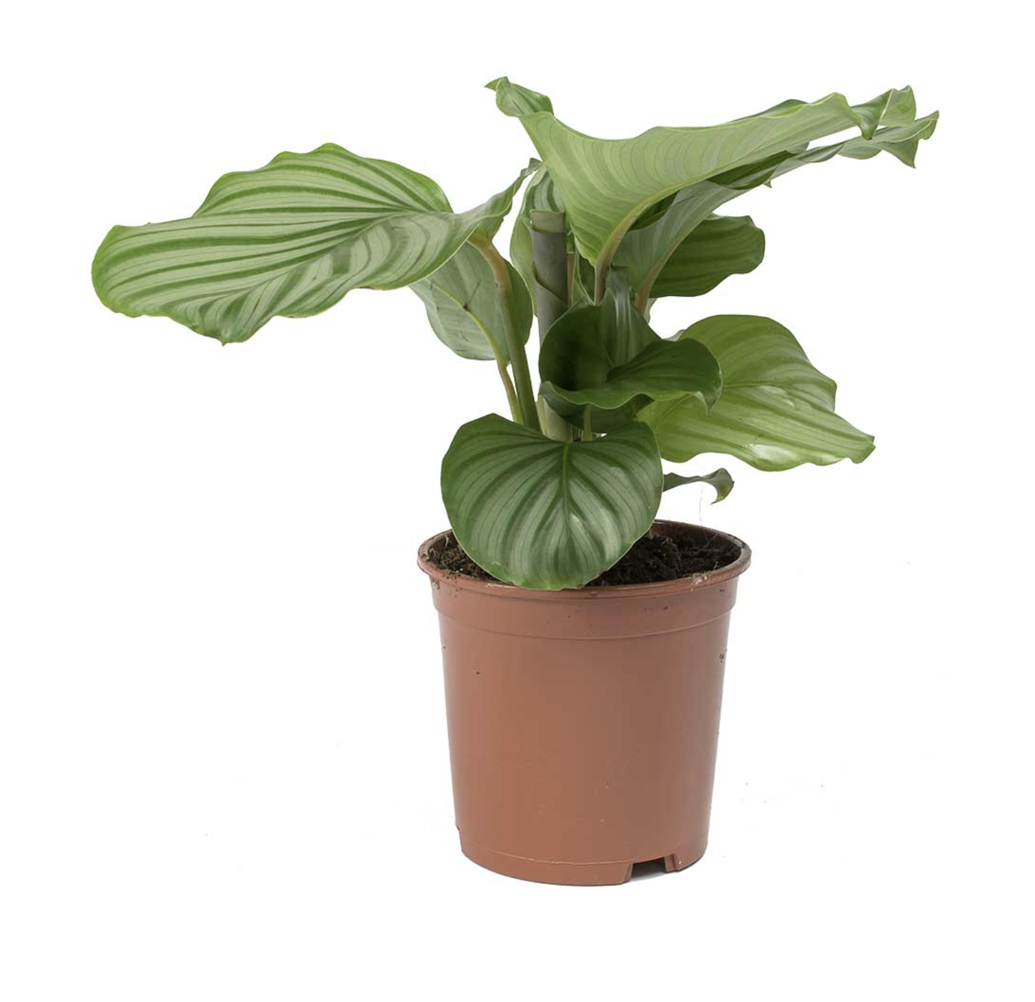 Picture of Calathea 