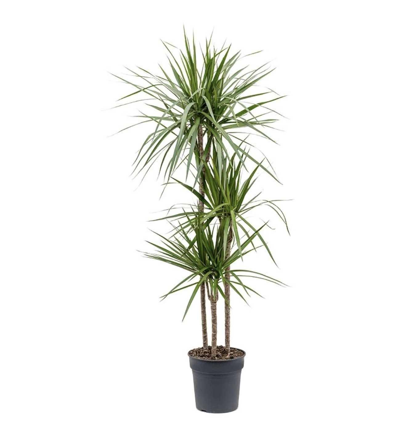 Picture of Dracaena 