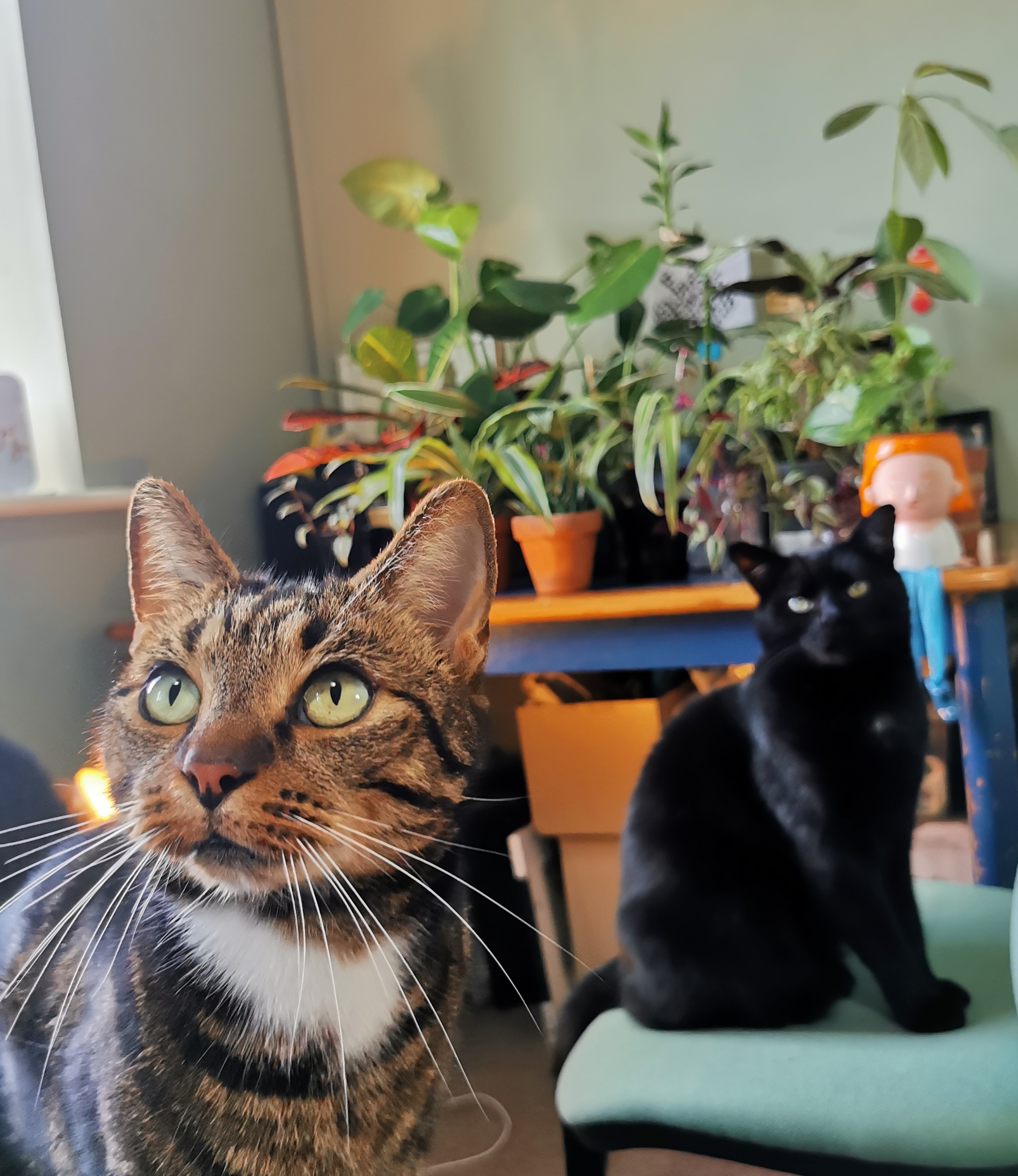 Picture of Plants and cats