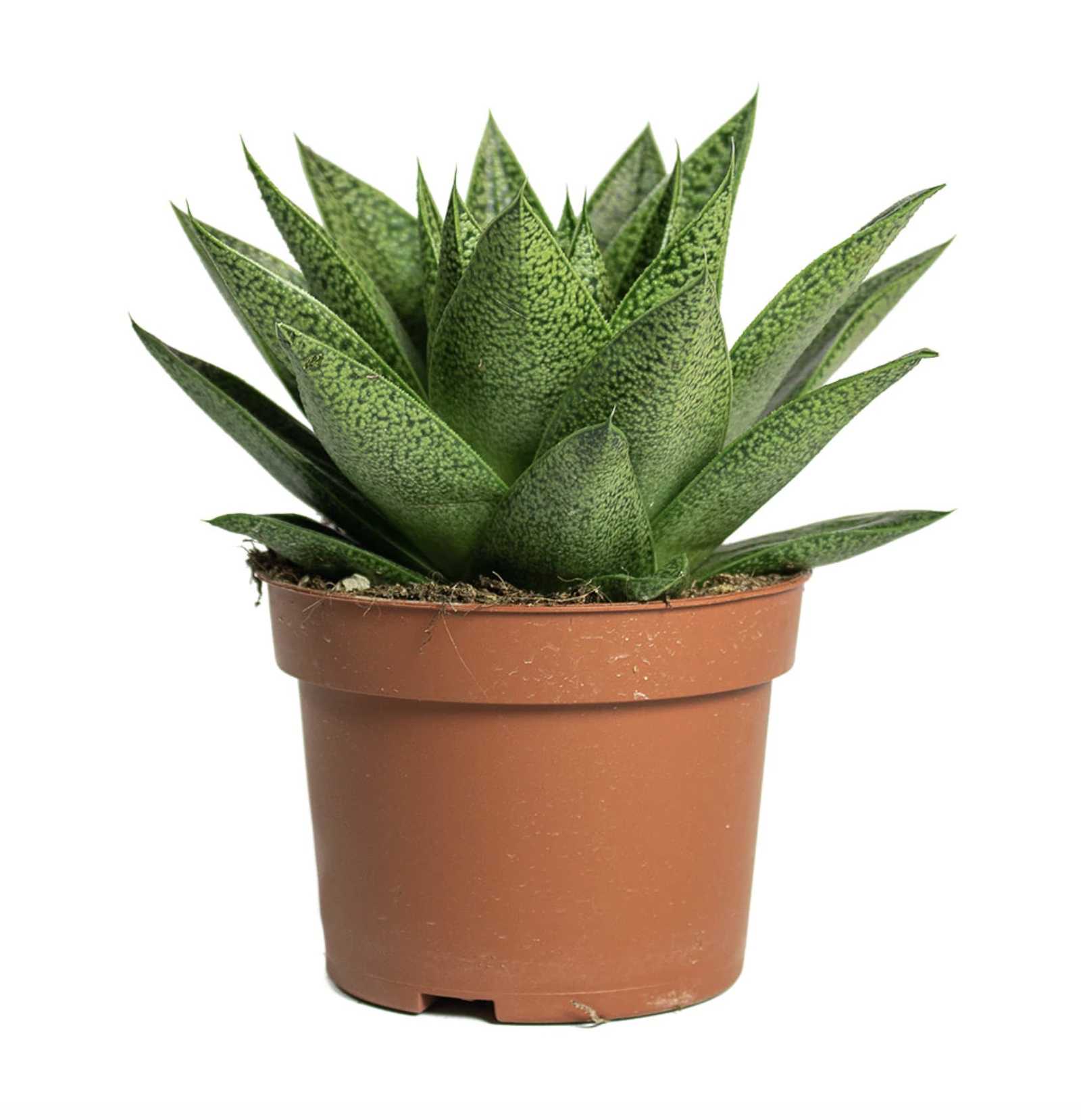 Picture of Gasteria plant