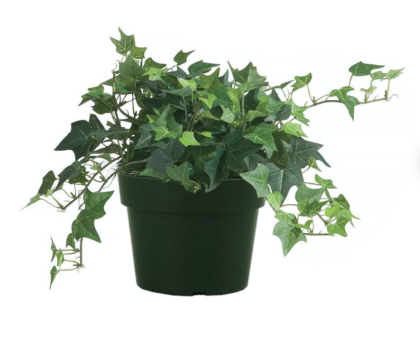 Picture of English Ivy