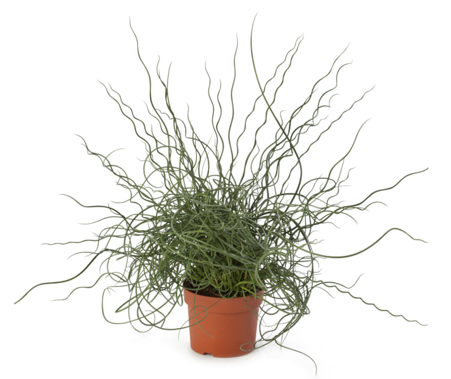 Picture of Juncus Spiralis 