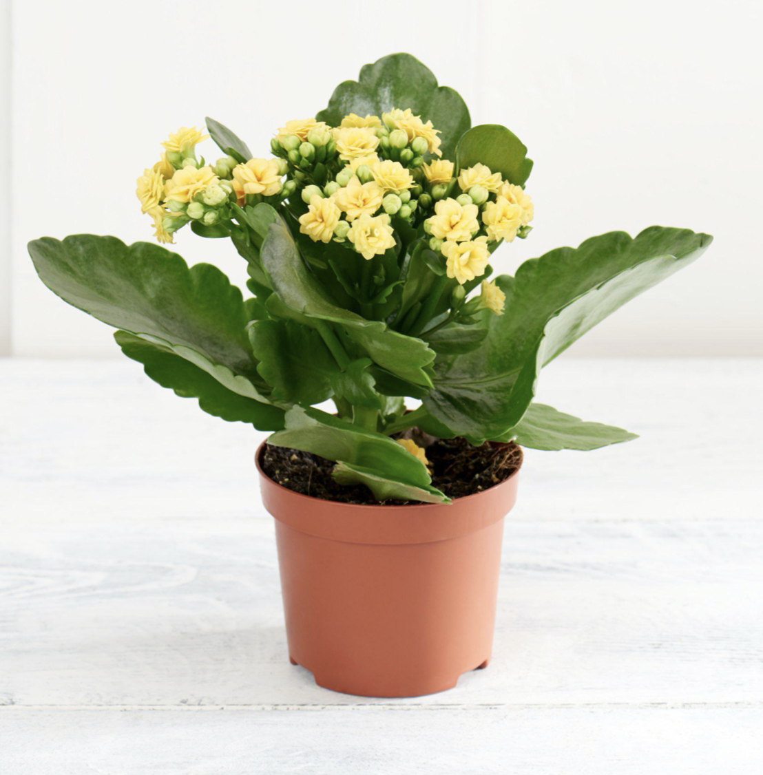 Picture of Kalanchoe 