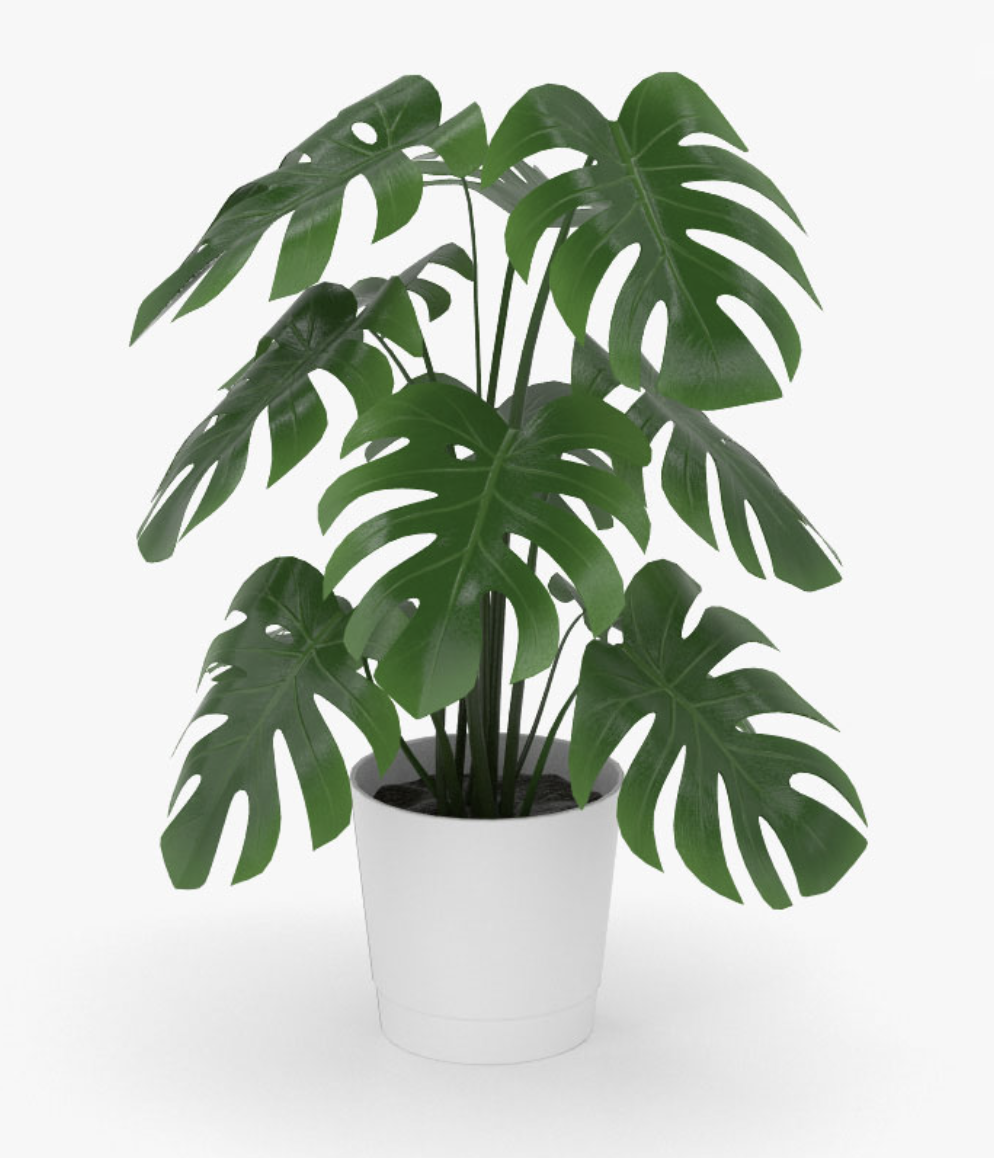 Picture of a Monstera 