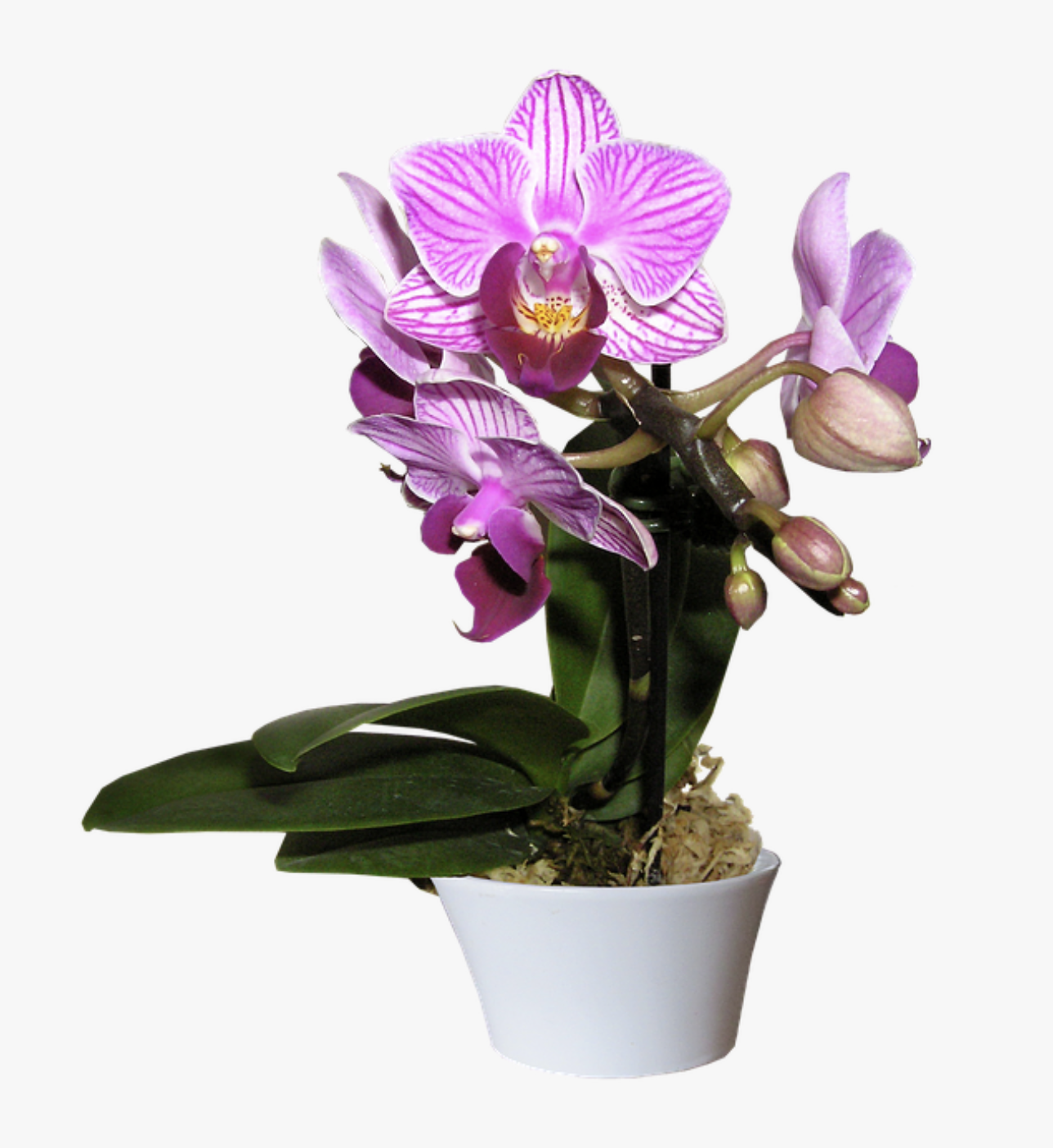 Picture of an Orchid 