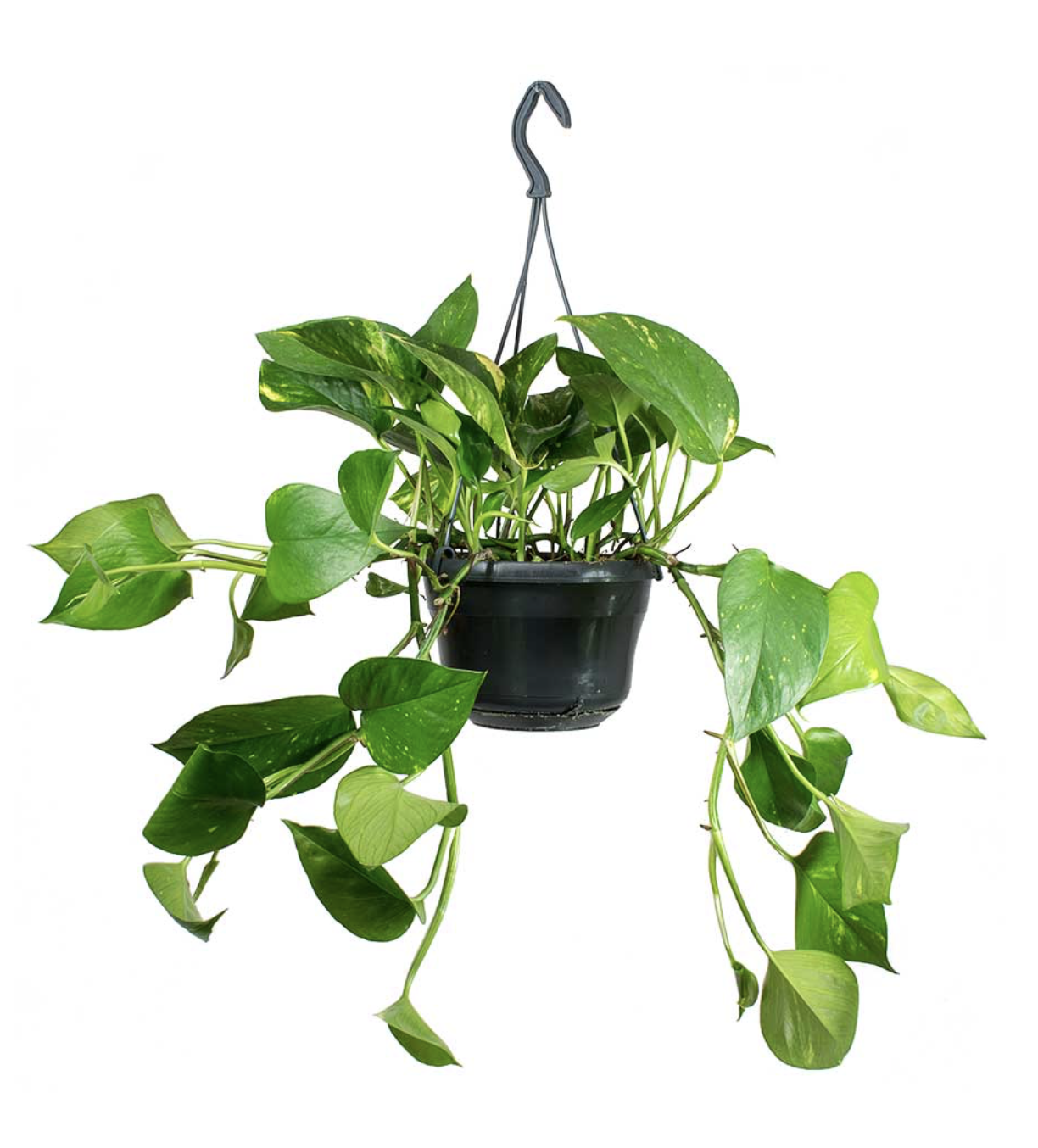 Picture of a Pothos 