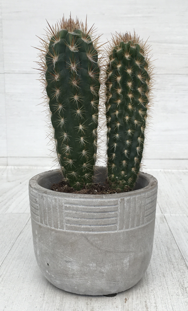 Picture of Xique-Xique Cactus